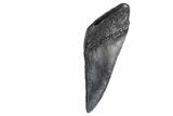 Partial Fossil Megalodon Tooth - South Carolina #299652-1